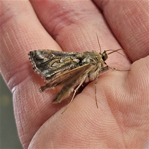 Chrysodeixis argentifera at Kingston, ACT - 14 Nov 2024