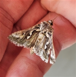 Chrysodeixis argentifera at Kingston, ACT - 14 Nov 2024