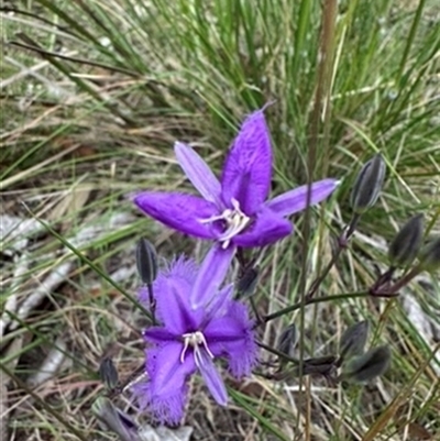 Thysanotus tuberosus at Mittagong, NSW - 14 Nov 2024 by Span102