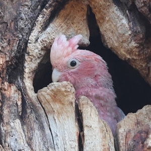 Eolophus roseicapilla at Hughes, ACT - 12 Nov 2024