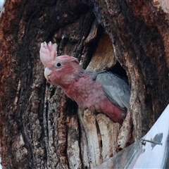 Eolophus roseicapilla at Hughes, ACT - 12 Nov 2024