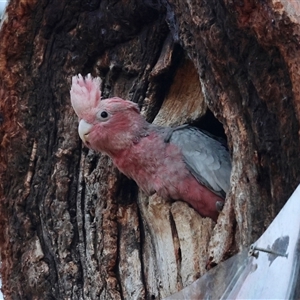 Eolophus roseicapilla at Hughes, ACT - 12 Nov 2024