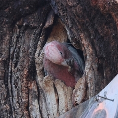 Eolophus roseicapilla at Hughes, ACT - 12 Nov 2024