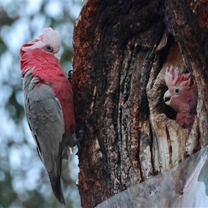 Eolophus roseicapilla at Hughes, ACT - 12 Nov 2024