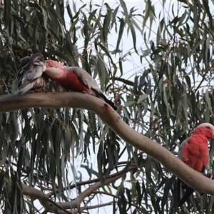 Eolophus roseicapilla at Hughes, ACT - 12 Nov 2024