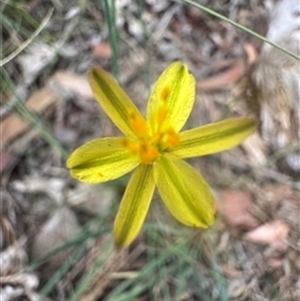 Tricoryne elatior at Mittagong, NSW - suppressed