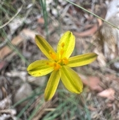 Tricoryne elatior at Mittagong, NSW - 14 Nov 2024