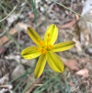 Tricoryne elatior at Mittagong, NSW - suppressed