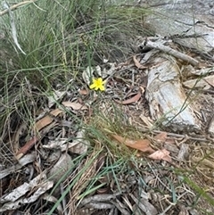 Tricoryne elatior at Mittagong, NSW - suppressed