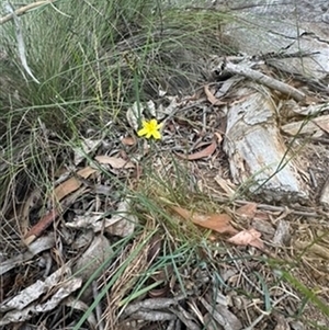 Tricoryne elatior at Mittagong, NSW - 14 Nov 2024