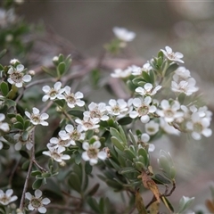 Leptospermum sp. (Tea Tree) at McKellar, ACT - 11 Nov 2024 by AlisonMilton