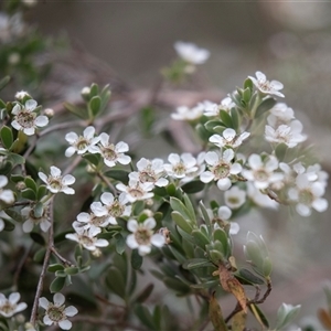 Leptospermum sp. at McKellar, ACT - 11 Nov 2024 10:42 AM