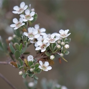 Leptospermum sp. at McKellar, ACT - 11 Nov 2024 10:42 AM