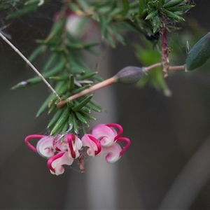 Grevillea rosmarinifolia subsp. rosmarinifolia at McKellar, ACT - 11 Nov 2024 10:44 AM