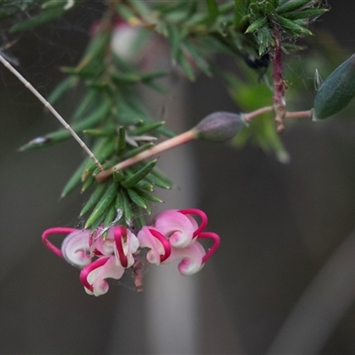 Grevillea rosmarinifolia subsp. rosmarinifolia (Rosemary Grevillea) at McKellar, ACT - 11 Nov 2024 by AlisonMilton