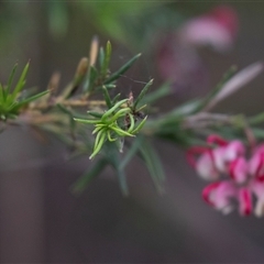 Grevillea rosmarinifolia subsp. rosmarinifolia at McKellar, ACT - 11 Nov 2024