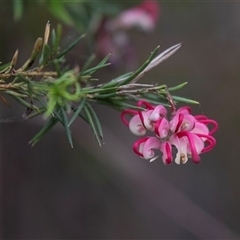 Grevillea rosmarinifolia subsp. rosmarinifolia at McKellar, ACT - 11 Nov 2024 10:44 AM