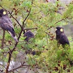 Zanda funerea (Yellow-tailed Black-Cockatoo) at Deakin, ACT - 13 Nov 2024 by LisaH