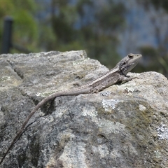 Amphibolurus muricatus at Canyonleigh, NSW - 13 Nov 2024 by Span102