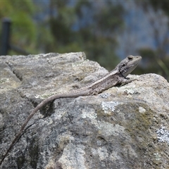 Amphibolurus muricatus at Canyonleigh, NSW - 13 Nov 2024 11:39 AM