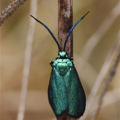 Pollanisus (genus) (A Forester Moth) at Red Hill, ACT - 13 Nov 2024 by LisaH