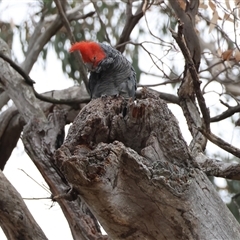 Callocephalon fimbriatum at Deakin, ACT - 12 Nov 2024 by LisaH