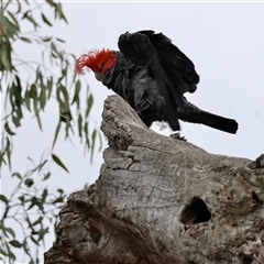 Callocephalon fimbriatum at Deakin, ACT - 13 Nov 2024