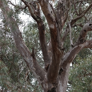 Callocephalon fimbriatum at Deakin, ACT - 13 Nov 2024