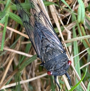 Psaltoda moerens (Redeye cicada) at Kangaroo Valley, NSW by lbradley