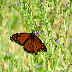 Danaus plexippus at Canyonleigh, NSW - 13 Nov 2024