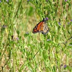 Danaus plexippus at Canyonleigh, NSW - 13 Nov 2024