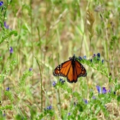 Danaus plexippus at Canyonleigh, NSW - 13 Nov 2024 10:07 AM