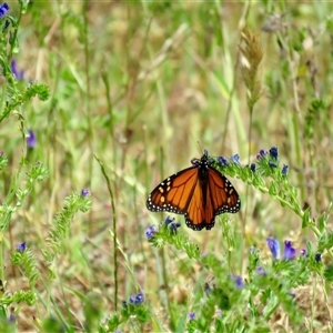 Danaus plexippus at Canyonleigh, NSW - 13 Nov 2024