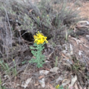 Hypericum perforatum at Watson, ACT - 13 Nov 2024