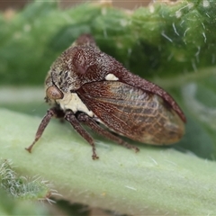 Pogonella minutus (Tiny two-spined treehopper) at Hughes, ACT - 13 Nov 2024 by LisaH