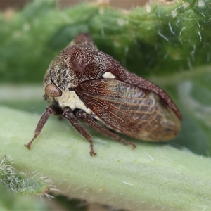 Pogonella minutus at Hughes, ACT - 13 Nov 2024 10:42 AM