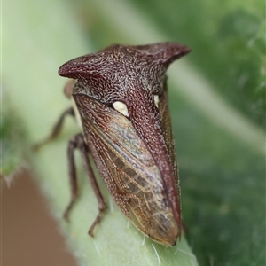 Pogonella minutus at Hughes, ACT - 13 Nov 2024 10:42 AM