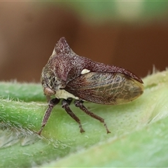 Pogonella minutus at Hughes, ACT - 13 Nov 2024