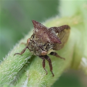 Pogonella minutus at Hughes, ACT - 13 Nov 2024