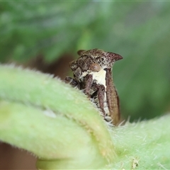 Pogonella minutus at Hughes, ACT - 13 Nov 2024 10:42 AM