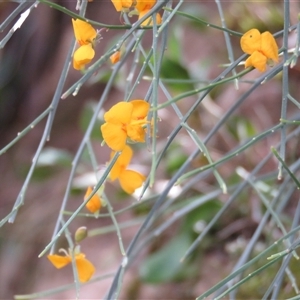 Jacksonia scoparia (Dogwood) at Canyonleigh, NSW by Span102