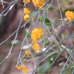 Jacksonia scoparia at Canyonleigh, NSW - 13 Nov 2024