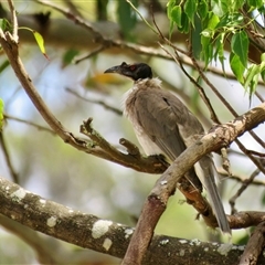 Philemon corniculatus (Noisy Friarbird) at Canyonleigh, NSW - 13 Nov 2024 by Span102