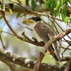 Philemon corniculatus at Canyonleigh, NSW - suppressed