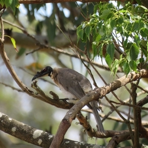 Philemon corniculatus at Canyonleigh, NSW - suppressed