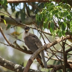 Philemon corniculatus at Canyonleigh, NSW - suppressed