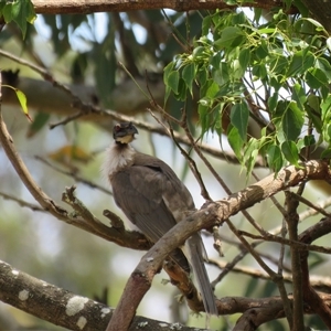 Philemon corniculatus at Canyonleigh, NSW - 13 Nov 2024