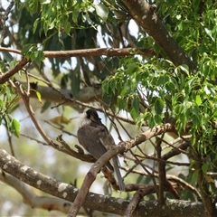 Philemon corniculatus at Canyonleigh, NSW - 13 Nov 2024