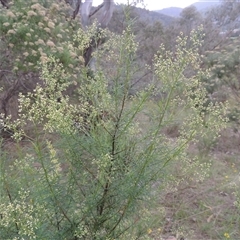 Cassinia quinquefaria (Rosemary Cassinia) at Conder, ACT - 7 Jan 2024 by MichaelBedingfield