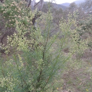 Cassinia quinquefaria at Conder, ACT - 7 Jan 2024 05:47 PM